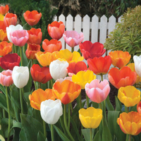 Darwin Hybrid Tulip Mixture - 25 per package