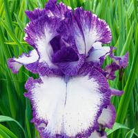 Presby''s Crown Jewel Bearded Iris - 1 per package